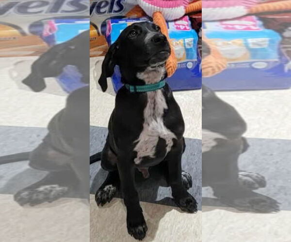 Medium Photo #2 Labrador Retriever-Unknown Mix Puppy For Sale in Brooksville, FL, USA