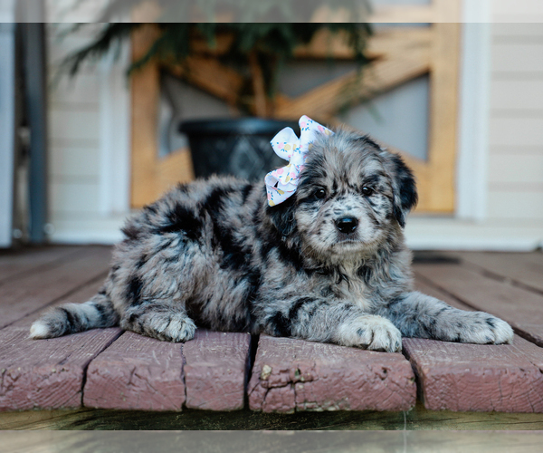 Medium Photo #1 Australian Retriever Puppy For Sale in LIBERTY, KY, USA