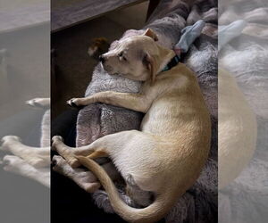 Mutt Dogs for adoption in Chestertown, MD, USA