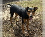 Small #14 Doberman Pinscher Mix