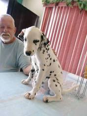 Dalmatian Puppy for sale in DELANO, CA, USA