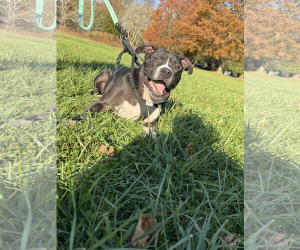 Medium Photo #4 American Pit Bull Terrier-Unknown Mix Puppy For Sale in Oakhurst, NJ, USA