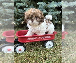 Shih Tzu Puppy for sale in MIDDLEBURY, IN, USA