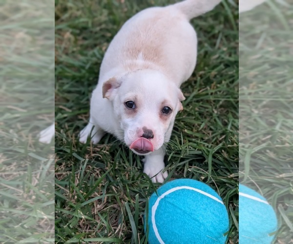Medium Photo #6 Jack Chi Puppy For Sale in Holly Springs, NC, USA