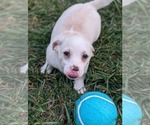 Small #5 Jack Chi