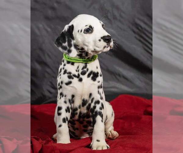 Medium Photo #9 Dalmatian Puppy For Sale in JASPER, FL, USA