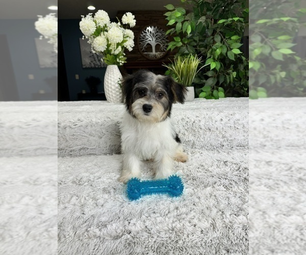 Medium Photo #2 YorkiePoo Puppy For Sale in GREENFIELD, IN, USA