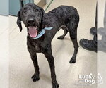 Maxwell - Male Poodle (Standard)-Unknown Mix Dog for Adoption - Small photo