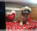 Small Photo #3 Zuchon Puppy For Sale in ELROY, WI, USA