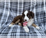 Small #2 Miniature Australian Shepherd
