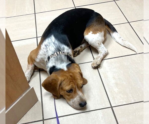 Medium Photo #8 Beagle Puppy For Sale in Dunnellon, FL, USA