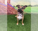 Small #2 Black Mouth Cur Mix