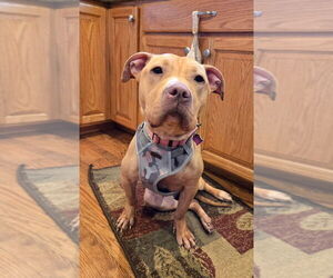 American Pit Bull Terrier-Unknown Mix Dogs for adoption in Mundelein, IL, USA
