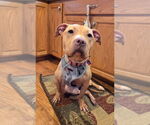 Small American Pit Bull Terrier Mix