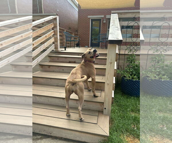 Medium Photo #2 American Pit Bull Terrier-Unknown Mix Puppy For Sale in Germantown, OH, USA