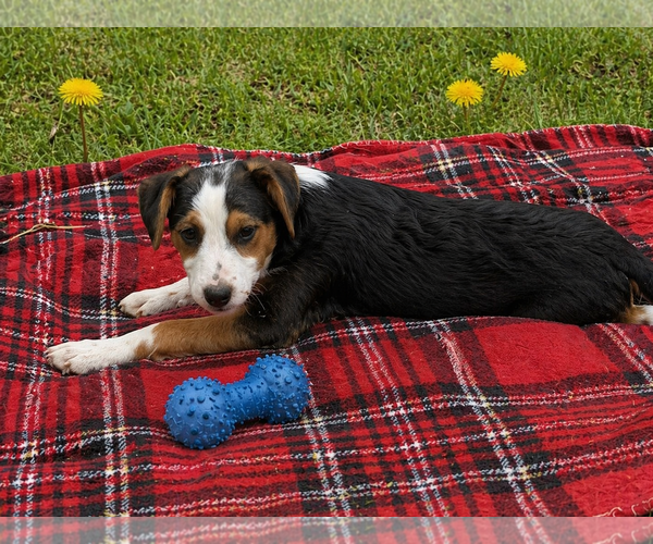 Medium Photo #3 Border Collie-Jack Russell Terrier Mix Puppy For Sale in Mt. Laurel, NJ, USA