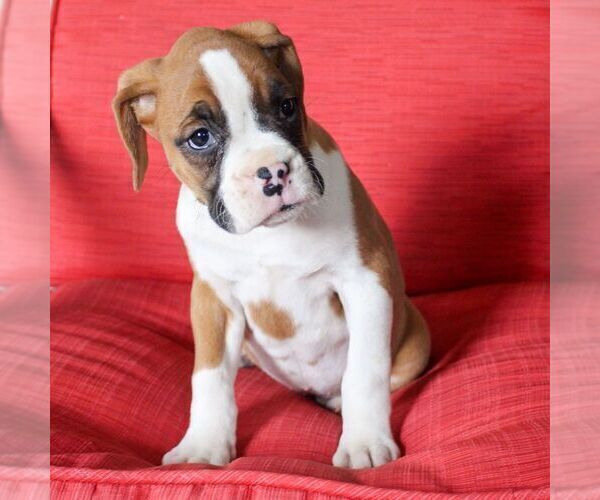 Medium Photo #5 Boxer Puppy For Sale in BIRD IN HAND, PA, USA