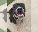 Small #1 American Pit Bull Terrier