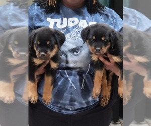 Rottweiler Puppy for sale in HAMPTON, GA, USA