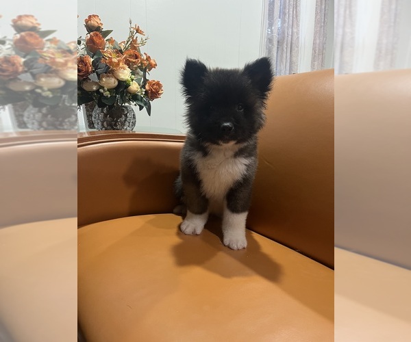 Medium Photo #1 Akita Puppy For Sale in SOMERSET, NJ, USA