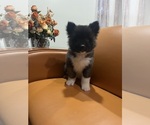 Puppy Bruno Akita