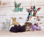 Small #3 Chihuahua