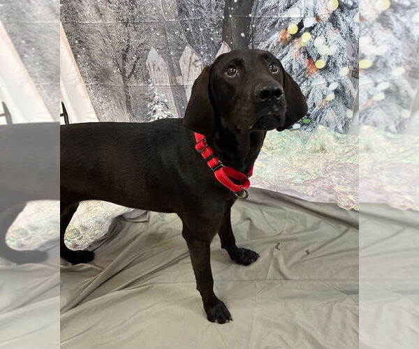 Medium Photo #2 German Shorthaired Pointer Puppy For Sale in Bryant, AR, USA