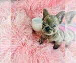 Small #13 French Bulldog