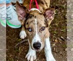 Small #10 Retriever  Mix