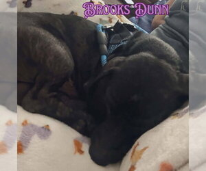 Brooks Dunn - Male Dachshund Dog for Adoption - Photo #7
