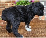Small #9 Aussiedoodle