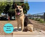 Small #3 German Shepherd Dog Mix
