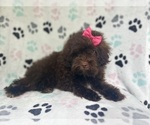 Small #7 ShihPoo