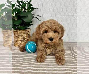 Cavapoo (Miniature) Puppy for sale in GREENFIELD, IN, USA