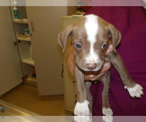 Medium Photo #1 American Bulldog-Unknown Mix Puppy For Sale in Santa Rosa, CA, USA