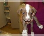 Small American Bulldog Mix