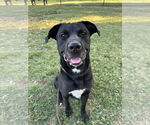 Small Labrador Retriever Mix