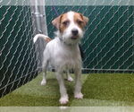 Small Mutt