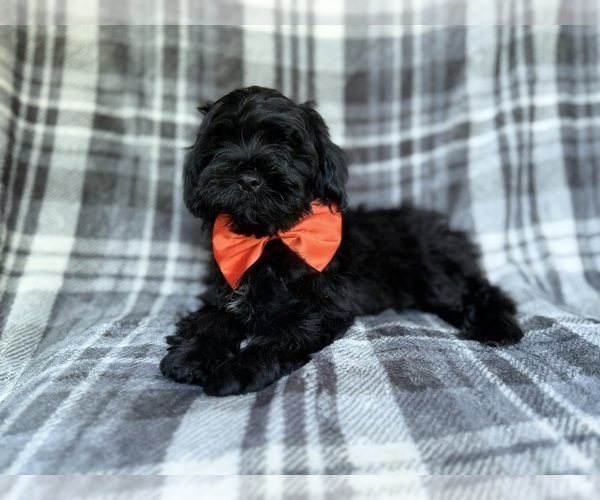 Medium Photo #5 ShihPoo Puppy For Sale in LAKELAND, FL, USA