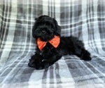 Small #4 ShihPoo