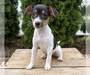 Jack-Rat Terrier Puppy for sale in MIDDLEBURY, IN, USA