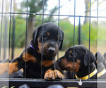 Small Photo #12 Doberman Pinscher Puppy For Sale in FORT LAUDERDALE, FL, USA