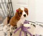 Small Photo #10 Cavalier King Charles Spaniel Puppy For Sale in BOX SPRINGS, CA, USA