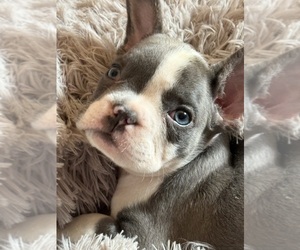 Medium French Bulldog