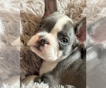 Puppy Jezabel French Bulldog