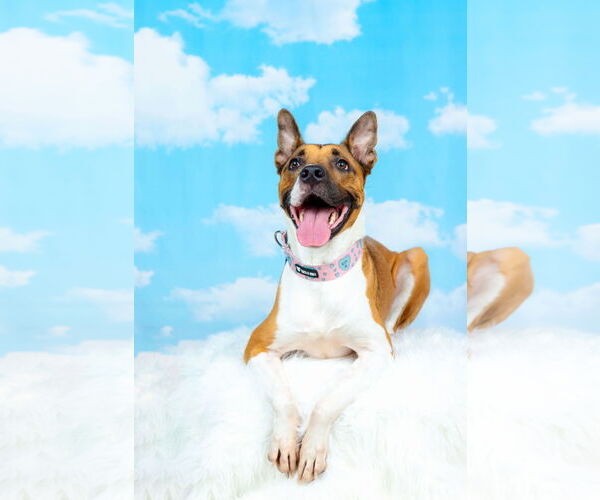 Medium Photo #8 American Staffordshire Terrier-Unknown Mix Puppy For Sale in Berkeley, CA, USA