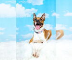 Small #7 American Staffordshire Terrier Mix