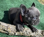 Small #5 French Bulldog