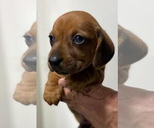 Dachshund Puppy for sale in CHULA VISTA, CA, USA