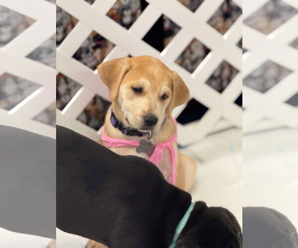 Medium Photo #28 Retriever -Unknown Mix Puppy For Sale in Holly Springs, NC, USA